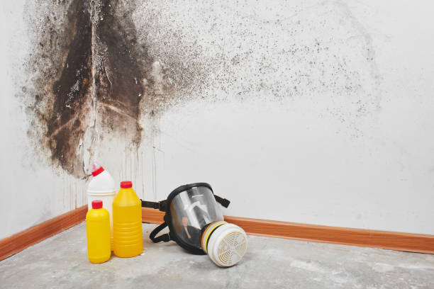 Best Basement Mold Remediation in Sugar Land, TX