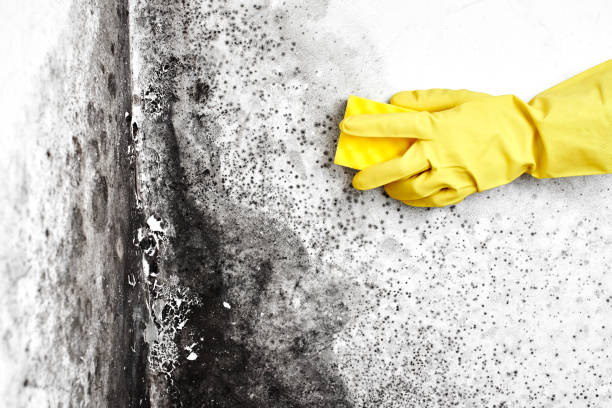 Best Bathroom Mold Remediation in Sugar Land, TX