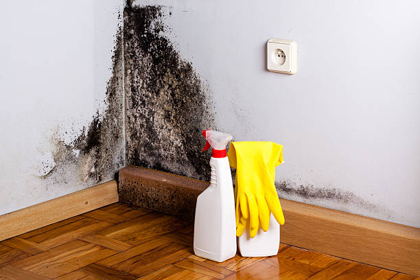 Best Mold Testing and Inspection Services in Sugar Land, TX